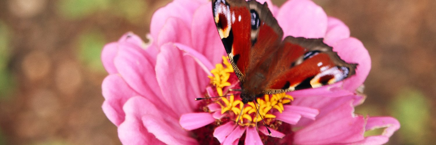 Sustainability at Lincoln banner