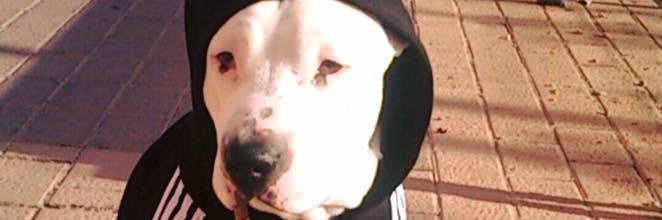 izzy_darwin's profile banner image