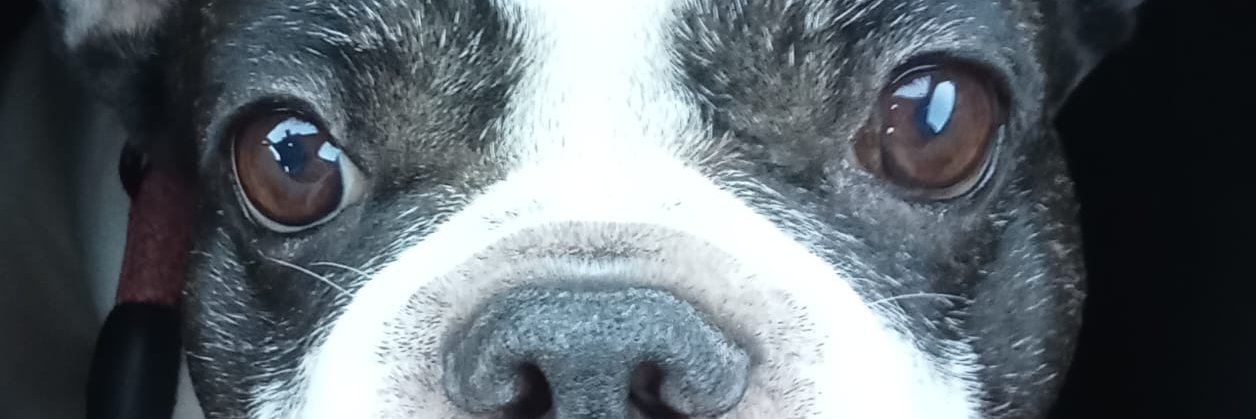 popuillo's profile banner image