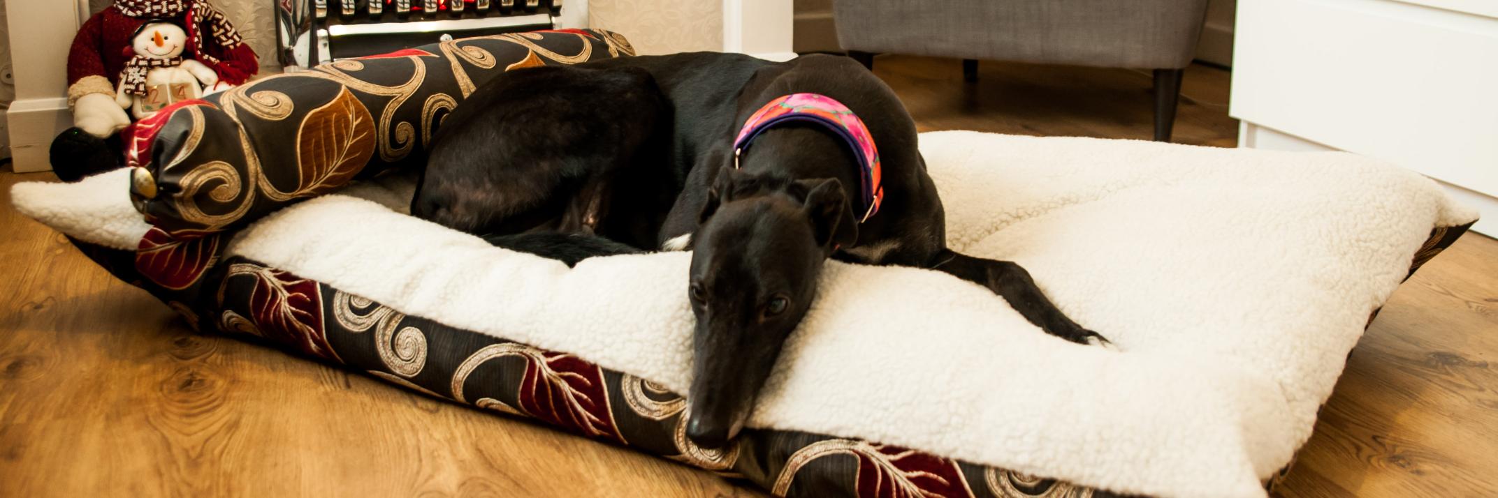 dogandhome's profile banner image
