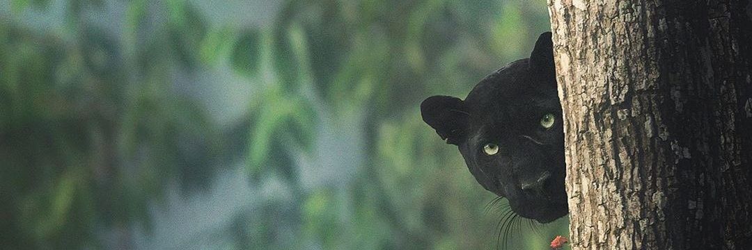Tonyolumide_'s profile banner image