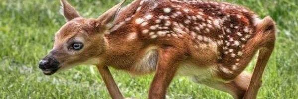 RockefellerScag's profile banner image