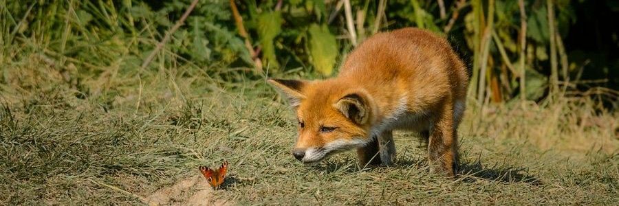 lvaropines's profile banner image