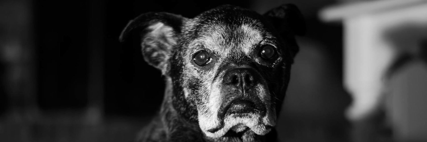 jenmorris26's profile banner image