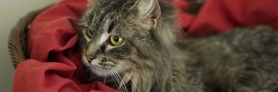 SC_Humane's profile banner image