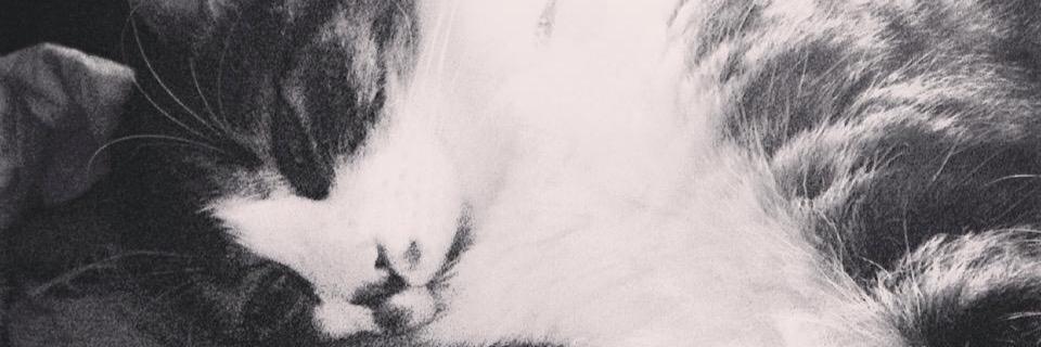 daichon05's profile banner image