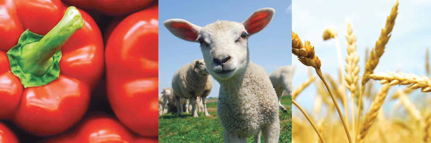 apha_nz's profile banner image