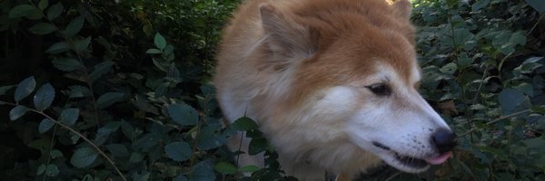 NedCramer Profile Banner