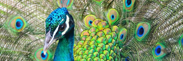 rbhatt2000 Profile Banner