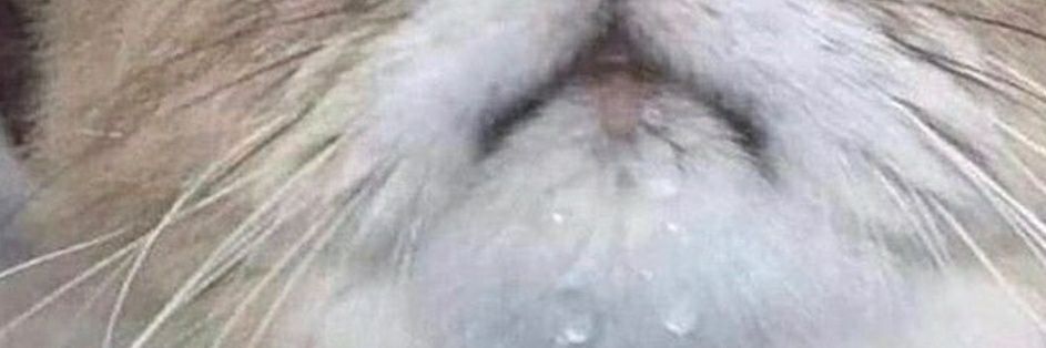 Nylow Gammona Smith 🐀🇬🇧🇿🇼 banner