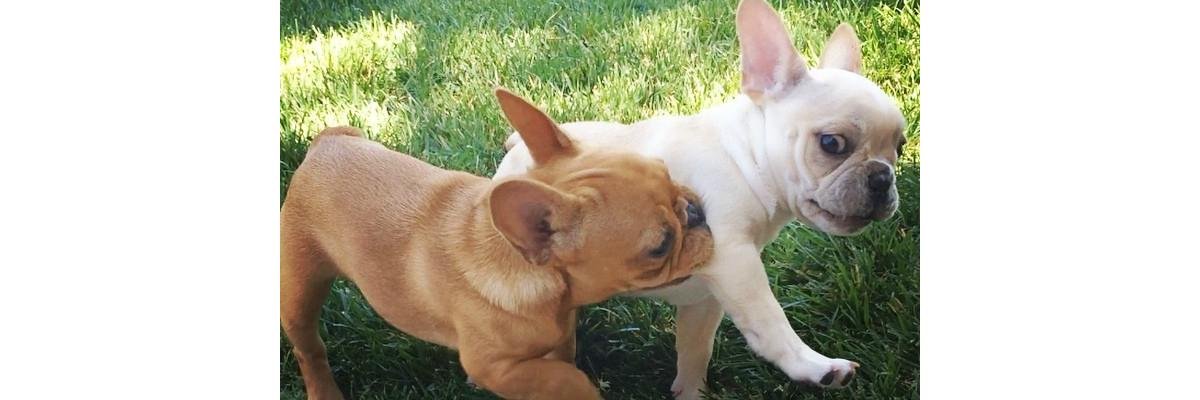 yo_frenchie's profile banner image