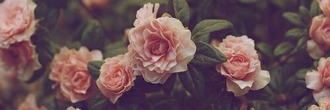 celiamorales13's profile banner image