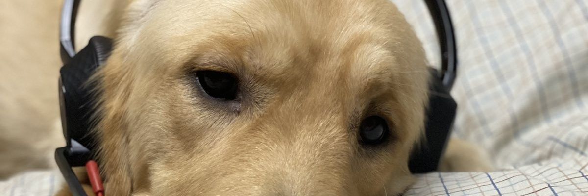 pochgenato's profile banner image