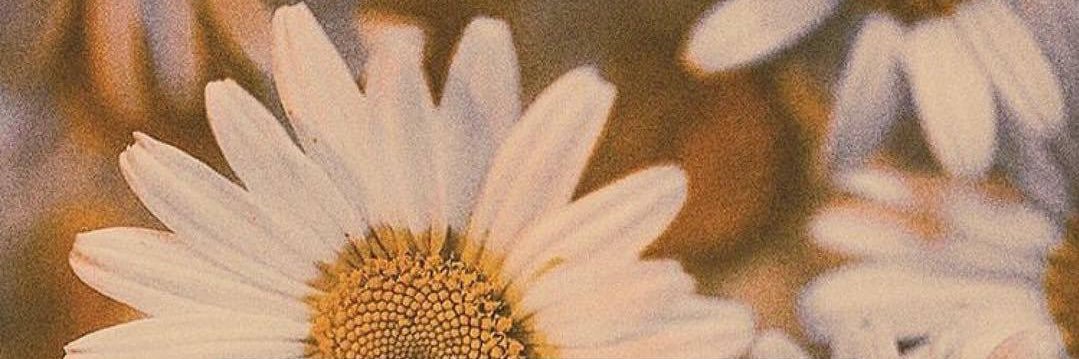 stephanymireles's profile banner image