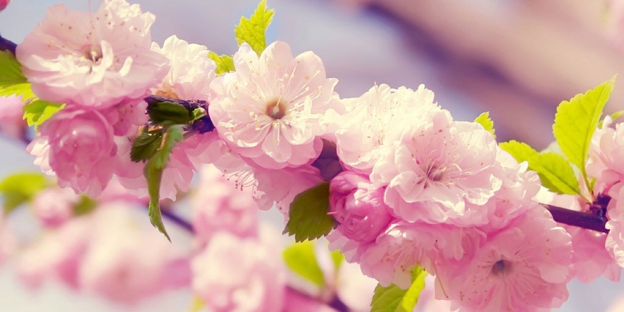 Leana Leonard banner