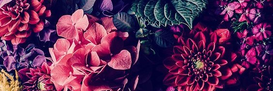 lisavauthier's profile banner image