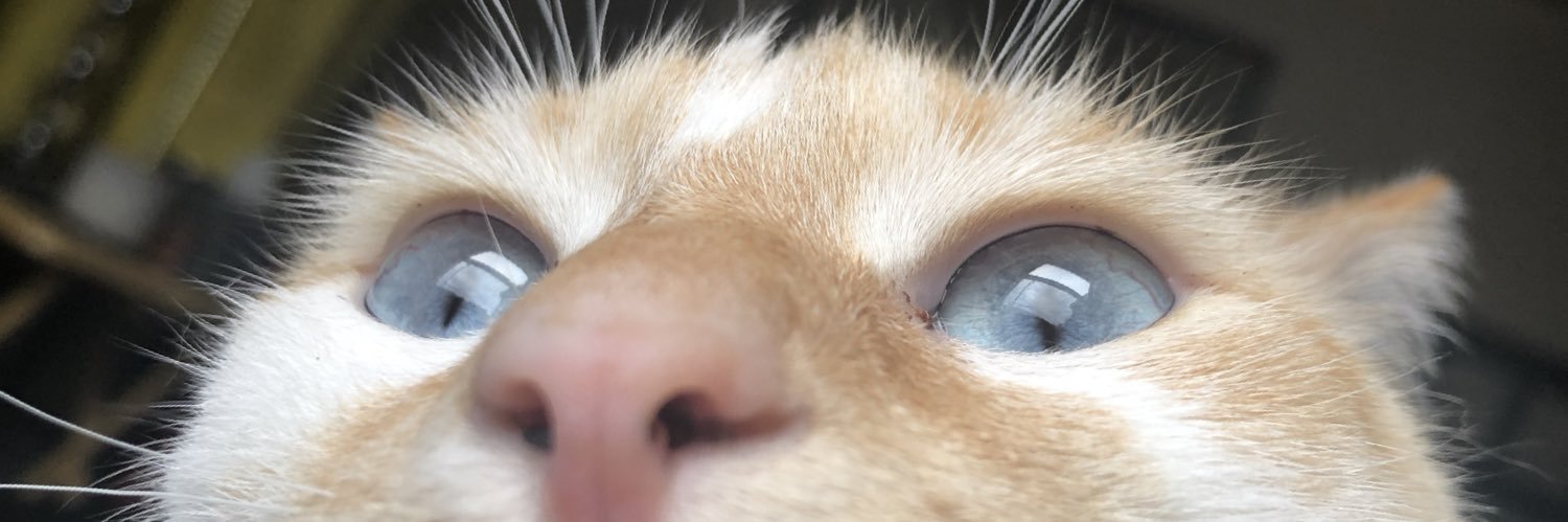 nervoustofu's profile banner image
