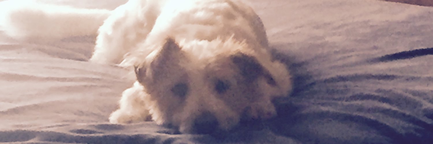 straf1865's profile banner image