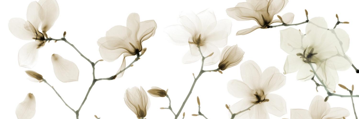 Swytla's profile banner image