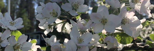 PiiaIsosaari Profile Banner