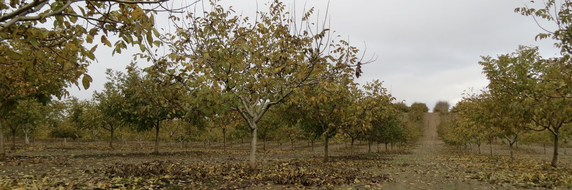 NuezMonteSesma's profile banner image