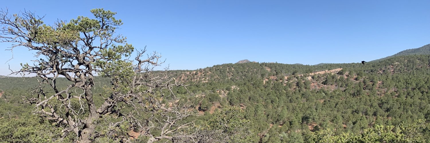 Connor Willis banner