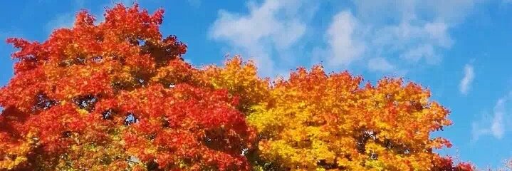 WiFiTiger's profile banner image