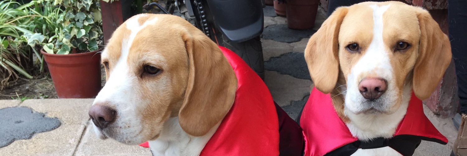GudiBeagle's profile banner image