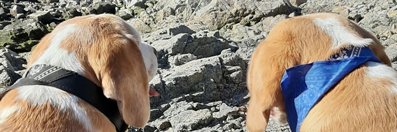 Tommy__Beagle's profile banner image