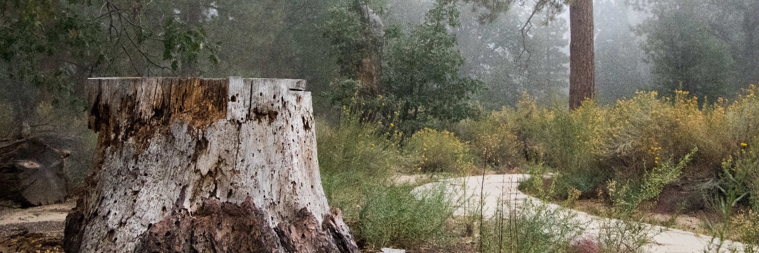 Jinny Lang 🚢 banner