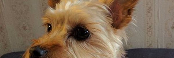 Meech73 Profile Banner