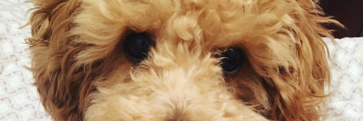 Oh ! Carol ♡ banner