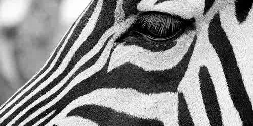 TheZeBra_Q's profile banner image