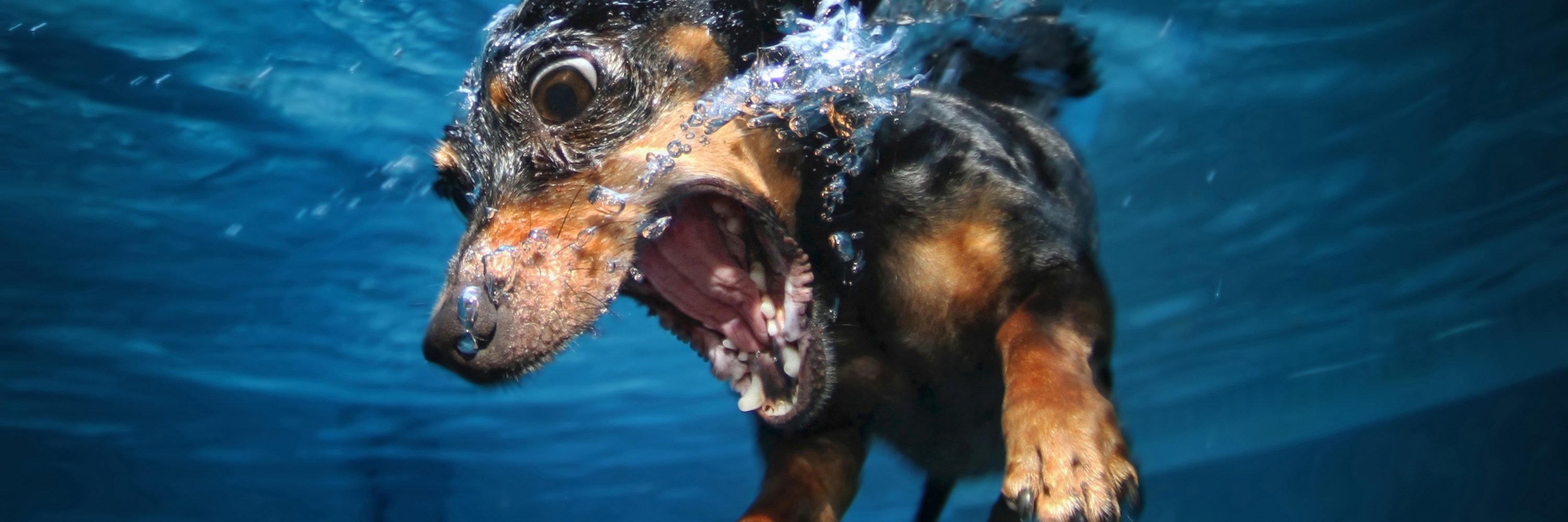 Seth Casteel  banner