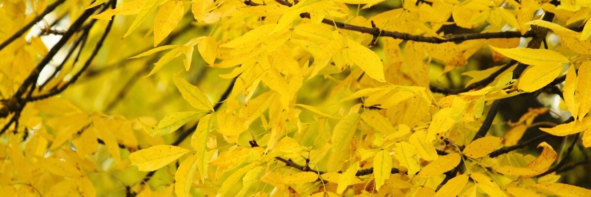 Telefoned1's profile banner image