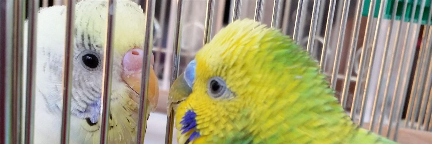 kanaberry333333's profile banner image