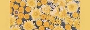 MoalaJanet's profile banner image