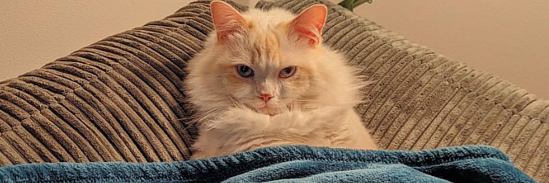 French Toast 🍞 banner