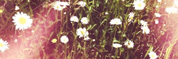 Becii3's profile banner image