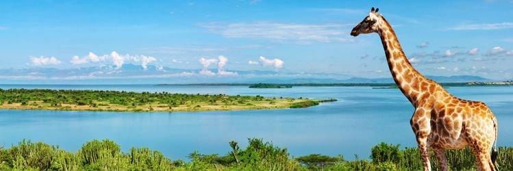 kad_peace's profile banner image