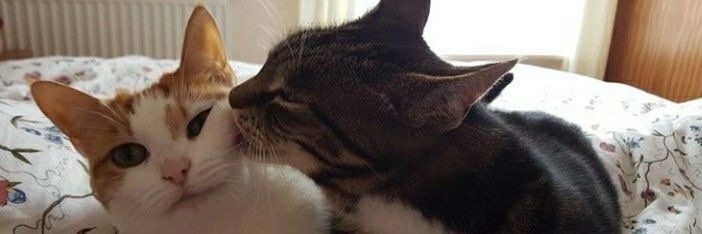 strowpie's profile banner image