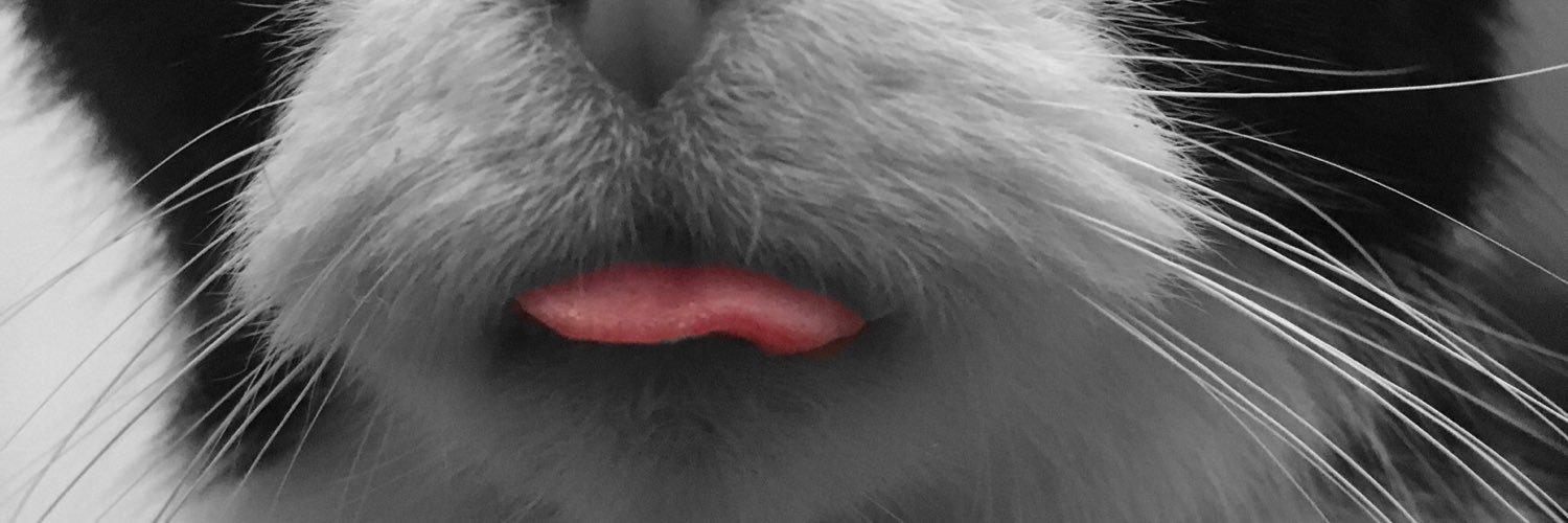 Miss_Clauw's profile banner image