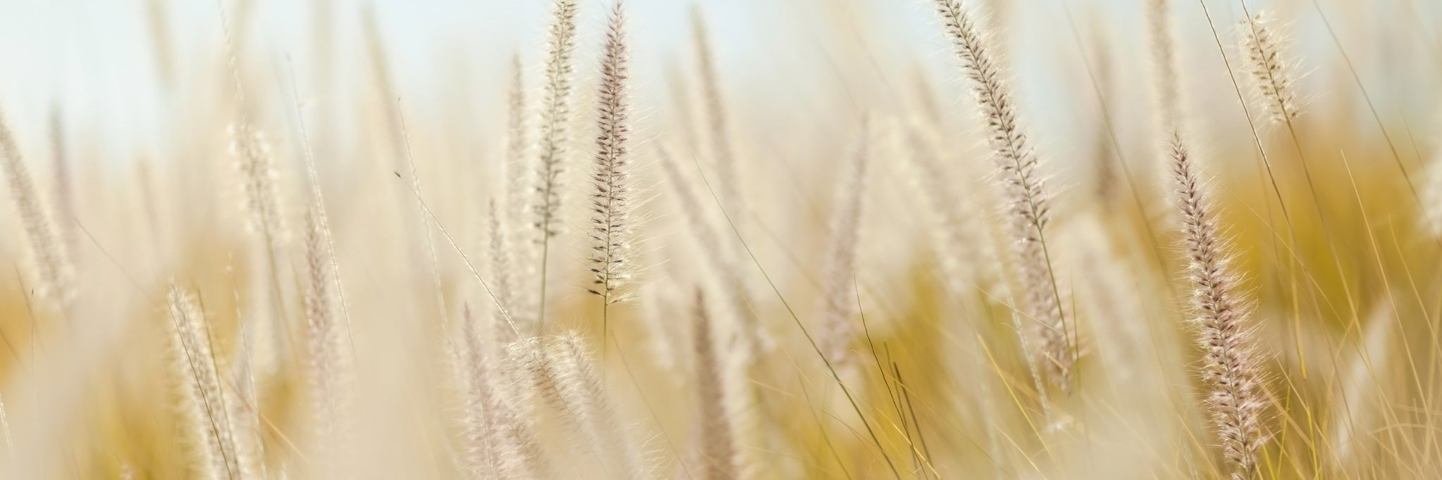 PSAC40004's profile banner image