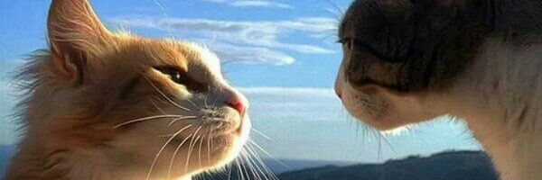 ichereskevich's profile banner image