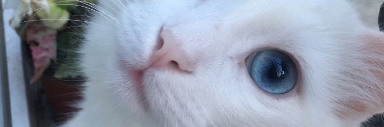 kbracaam's profile banner image