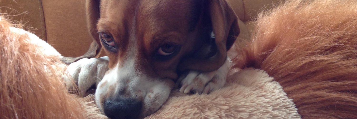 cofffe doggy banner