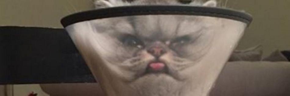 ursquishy's profile banner image