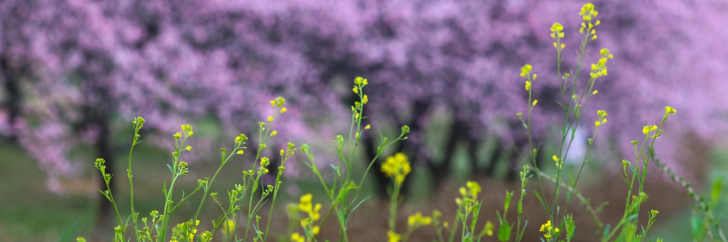 KuuFuture2's profile banner image