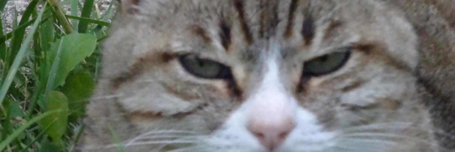 CAT2683's profile banner image