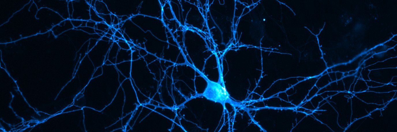 Svilen Georgiev banner